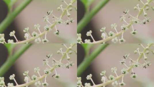 蚂蚁采食花蜜微距视频高清在线视频素材下载
