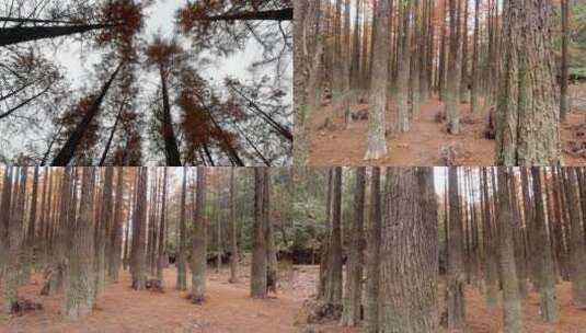 深秋季节水杉林红杉林秋色风光空镜合集高清在线视频素材下载