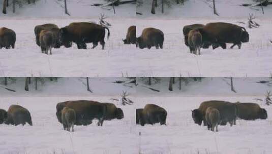 雪地中的耗牛高清在线视频素材下载