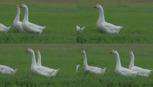 家禽大白鹅升格视频乡下绿色草地觅食白鹅高清在线视频素材下载