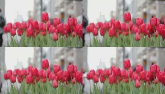 鲜红的郁金香花束高清在线视频素材下载