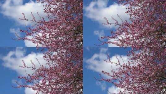 绽放粉色花朵的树在天空下摇曳高清在线视频素材下载