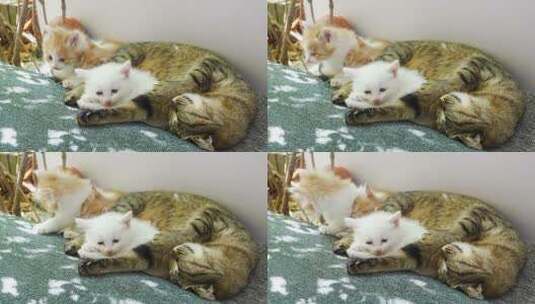 一窝小猫趴在猫妈妈身边休息高清在线视频素材下载