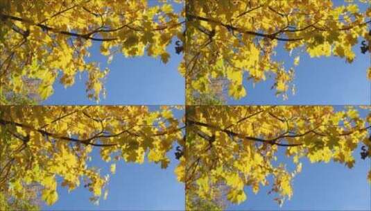 秋天金黄色的树叶高清在线视频素材下载