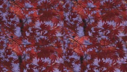 红色枫叶 天空中的红枫树枝 随风摆动高清在线视频素材下载