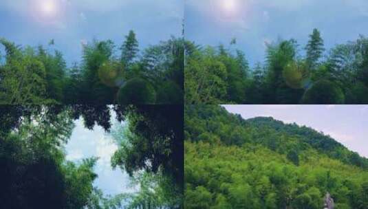 4K唯美竹林竹子大山风景高清在线视频素材下载