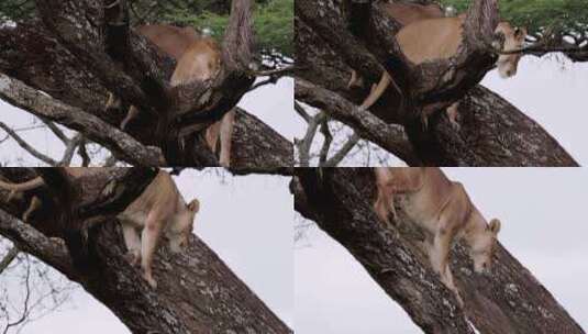 树枝上的母狮高清在线视频素材下载