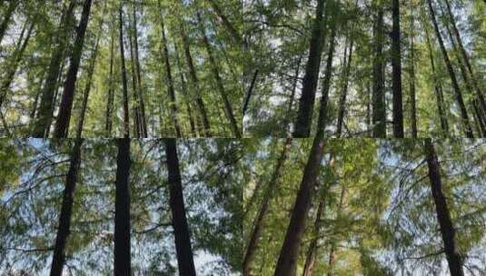4k 公园阳光绿树林高清在线视频素材下载