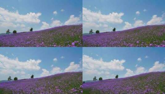 蓝天白云下漂亮的紫色马鞭草花海高清在线视频素材下载
