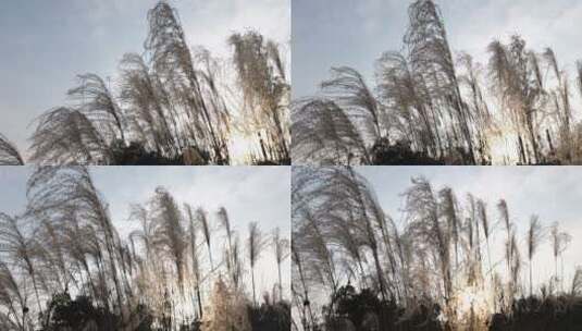 冬日微风下的唯美芦苇草美景景色高清在线视频素材下载