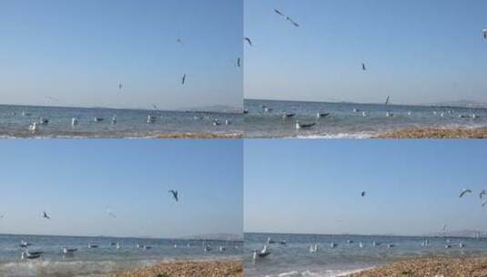 大海上海鸥飞翔1高清在线视频素材下载