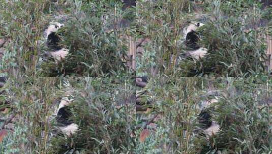 熊猫坐立吃竹子高清在线视频素材下载