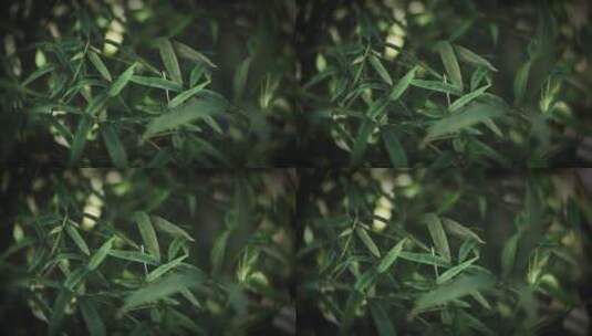 植物自然叶子特写绿色户外生长清新自然美竹高清在线视频素材下载