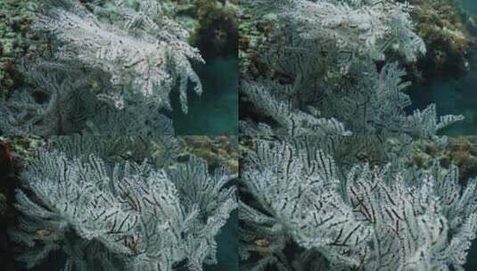 海底珊瑚礁珊瑚树高清在线视频素材下载