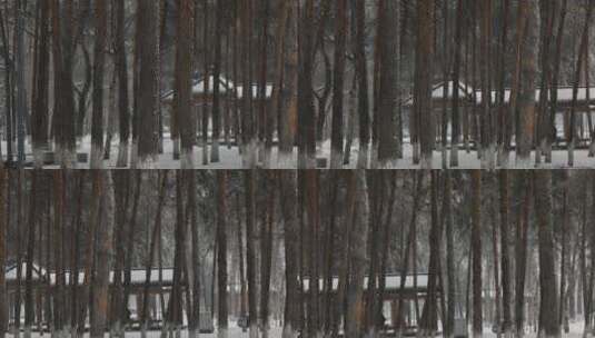 松树飘雪雪景高清在线视频素材下载