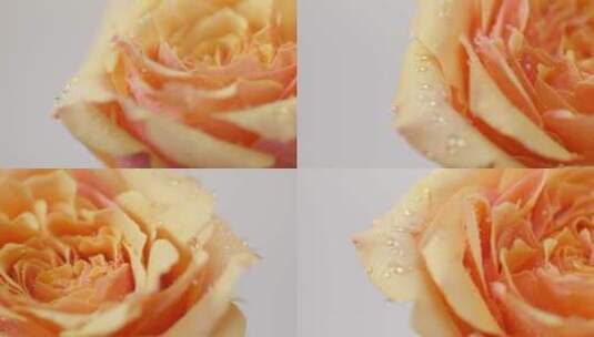 凝固水珠的玫瑰花旁边留空可打字幕高清在线视频素材下载