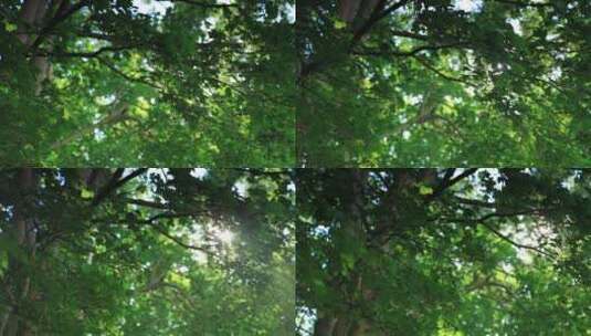 阳光透过树丛照射进来高清在线视频素材下载