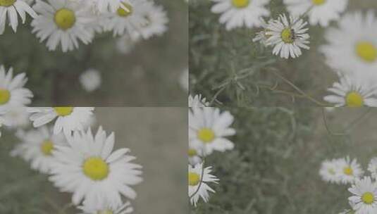 春天夏日花园阳光下草丛里的小雏菊菊花高清在线视频素材下载