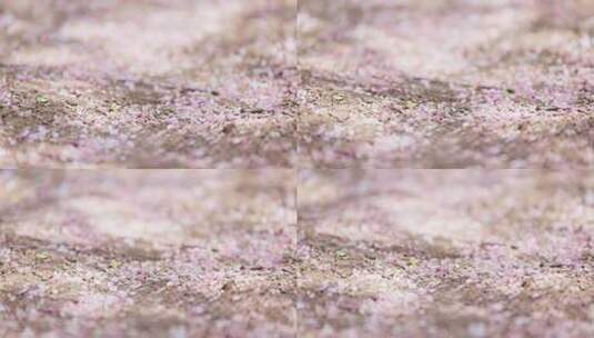 光影中掉落在土地上的粉色桃花叶子特写空镜高清在线视频素材下载