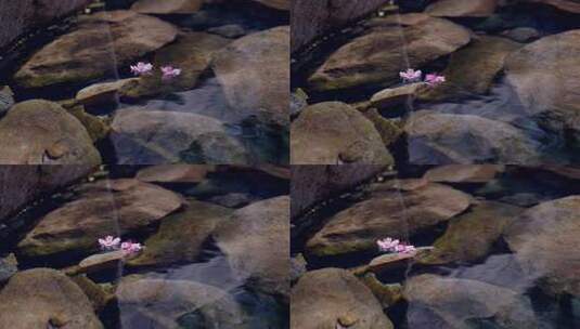 流水落花-桃花在水中飘流高清在线视频素材下载