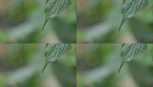 雨水滴从树叶跌落高清在线视频素材下载