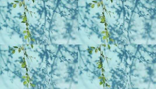 夏天蓝色墙面上的树叶光影清新空镜高清在线视频素材下载