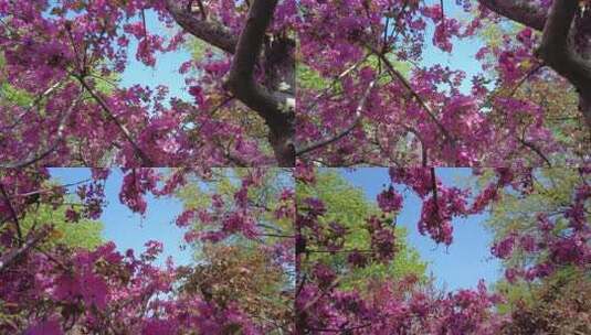 春天森林公园海棠花盛放唯美清新浪漫户外高清在线视频素材下载