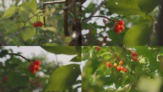 温暖治愈唯美暖阳樱桃植物景深特写高清在线视频素材下载