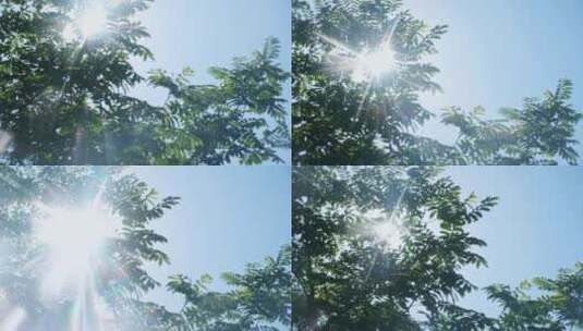清新夏天的阳光和树叶慢镜头高清在线视频素材下载