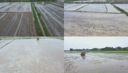 水稻 插秧田高清在线视频素材下载