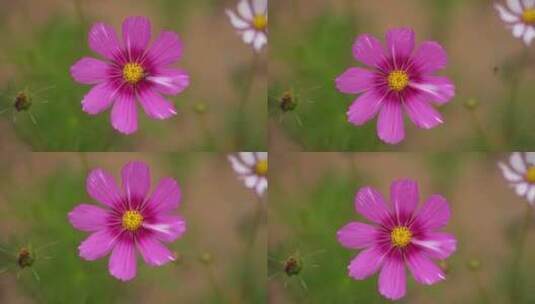 夏日野菊花高清在线视频素材下载