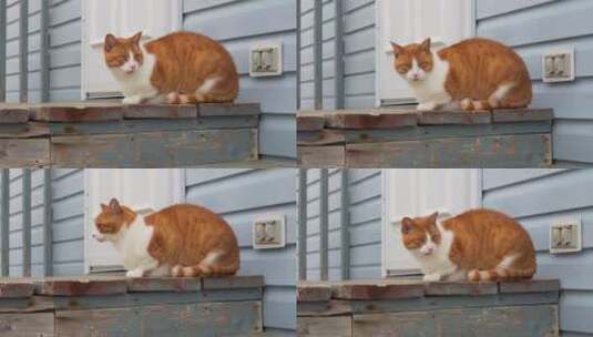 猫坐在外面的木台阶上高清在线视频素材下载