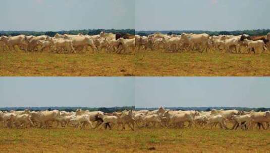 一群牛在干燥的田野里奔跑的电影平移镜头高清在线视频素材下载