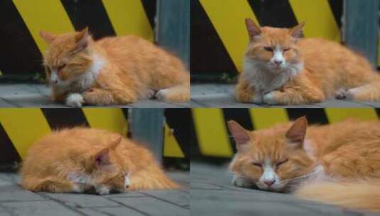 一只可怜的独眼受伤流浪猫高清在线视频素材下载
