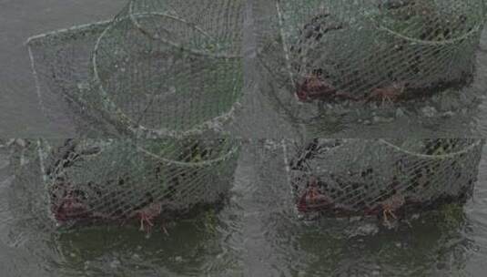 夏日上午龙虾田虾笼捕获小龙虾升格4K高清在线视频素材下载