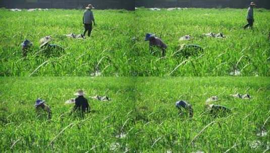 水稻农业生产水稻杂交水稻大米农民种植高清在线视频素材下载