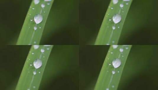 叶子上的露珠水珠雨珠特写高清在线视频素材下载