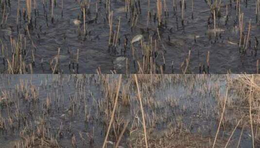 湿地  鲫鱼高清在线视频素材下载