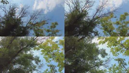 绿色植物树枝树叶蓝天阳光实拍高清在线视频素材下载