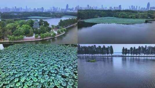 航拍武汉东湖荷花池高清在线视频素材下载