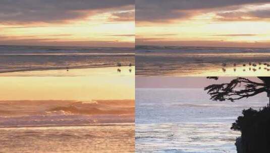 夕阳下的金色沙滩海鸟高清在线视频素材下载
