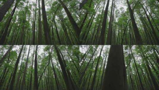 自然-树林-茂密-仰拍-旋转-全景高清在线视频素材下载