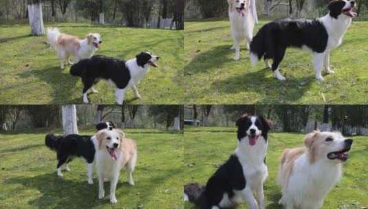 公园里玩耍的一对边境牧羊犬高清在线视频素材下载