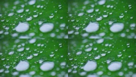 绿叶露水水珠水滴高清在线视频素材下载