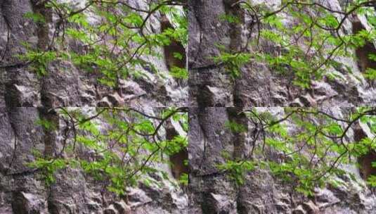 森林里的树枝树干山峰树林里的枝干高清在线视频素材下载