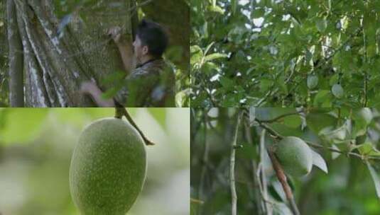 爱玉野果果农爬树采摘视频素材高清在线视频素材下载