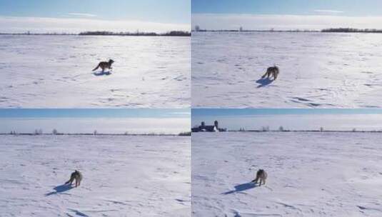 郊狼跑过深深的粉雪和田野以度过寒冷的冬天高清在线视频素材下载