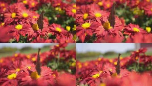 鲜花蝴蝶  昆虫高清在线视频素材下载
