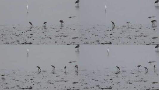 深圳湾飞行觅食的黑尾塍鹬群、鹬鸻群、鸟群高清在线视频素材下载