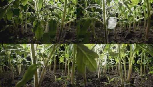蔬菜幼苗 秧苗高清在线视频素材下载